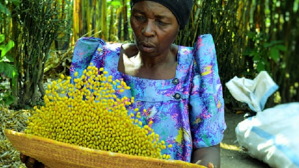 Resilient Seed System Program