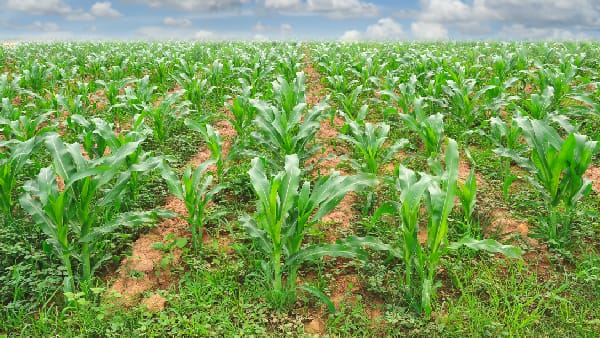 Research, Learning & Delivery Program