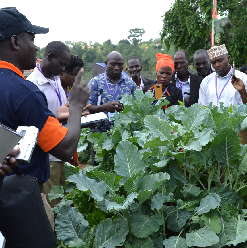 Sustainable Agri-Food System Program