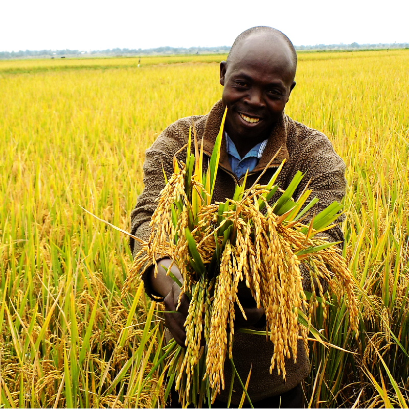 Sustainable Agri-Food System Program