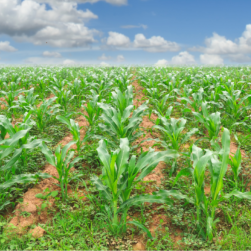  Sustainable Agri-Food System Program